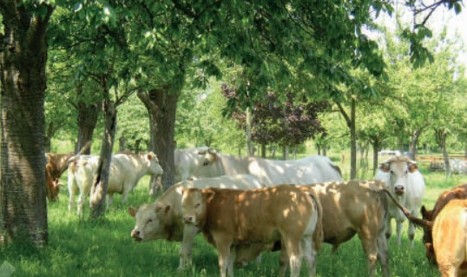 Plan de transition pour un approvisionnement en cuir bovin.