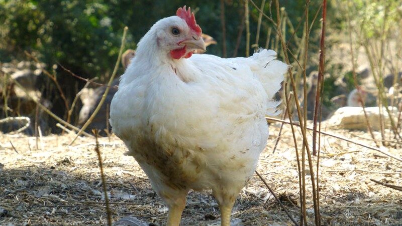 Le marché du poulet en Afrique de l’Ouest.